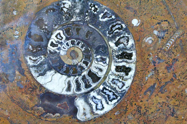Concha espiral fósil y antiguos organismos petrificados en granito —  Fotos de Stock