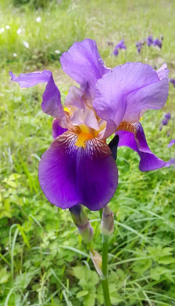 Güzel Iris çiçekler — Stok fotoğraf