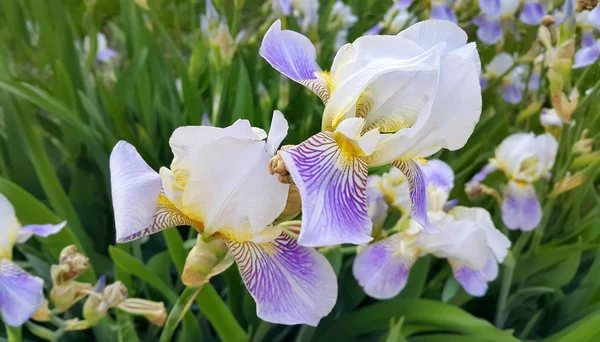 Beautiful iris flowers — Stock Photo, Image