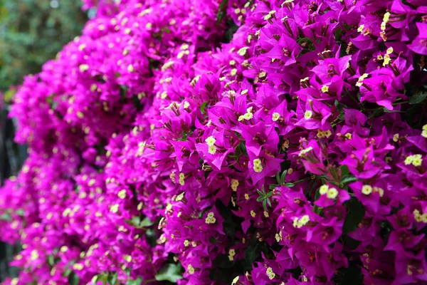 Begonvil güzel parlak dalları — Stok fotoğraf