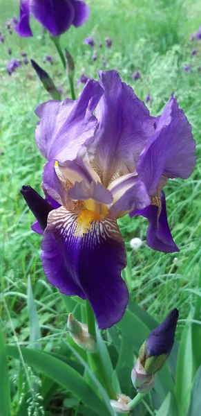 Hermosa flor de iris —  Fotos de Stock