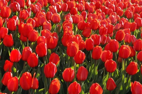 Mooie rode tulpen gloeien op zonlicht — Stockfoto