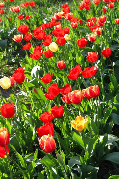 Krásné světlé tulipány za slunečného dne — Stock fotografie