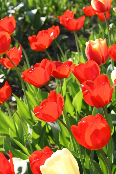 Mooie lichte tulpen — Stockfoto