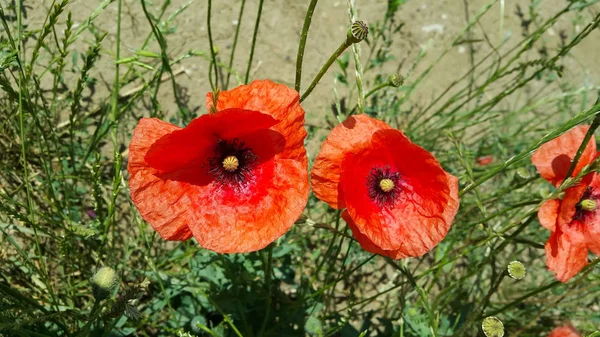 Bright red beautiful poppies — Stock Photo, Image