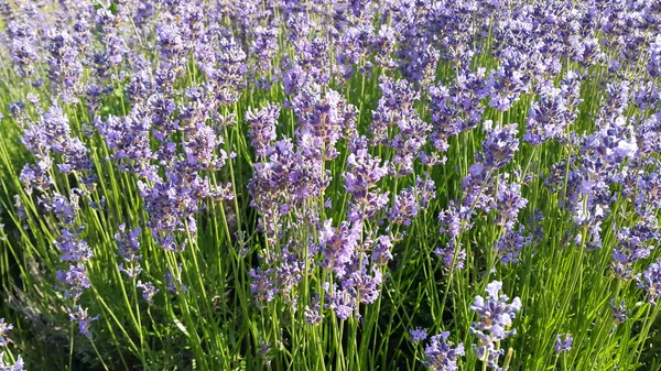 Hermosa lavanda floreciente, primer plano —  Fotos de Stock