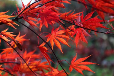 Parlak kırmızı Japon akçaağaç veya Acer palmatum bırakır 