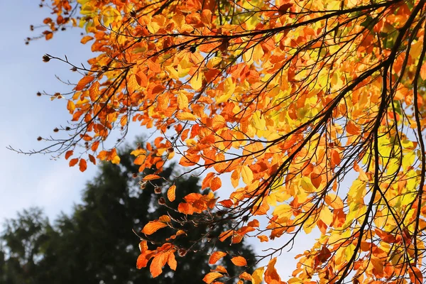 Яскраві осінні гілки, що світяться на сонячному світлі — стокове фото