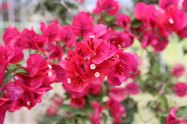 Vackra ljusa bougainvillea blommor — Stockfoto