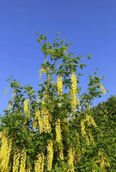 Belas flores amarelas brilhantes de wisteria — Fotografia de Stock