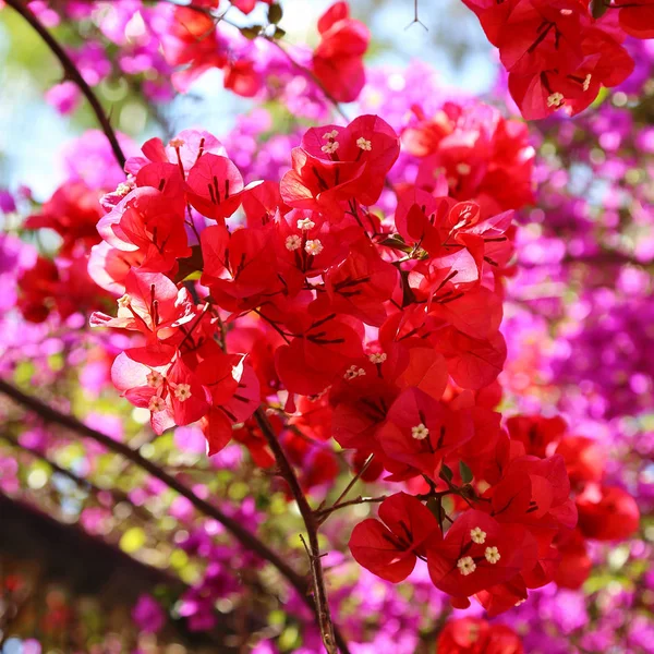 Beautiful bright bougainvillea flowers — Stock Photo, Image