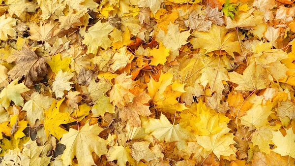 Fondo giallo autunno dal fogliame caduto di acero — Foto Stock