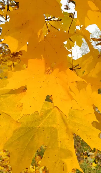 Bright autumn yellow foliage of maple tree — Stock Photo, Image