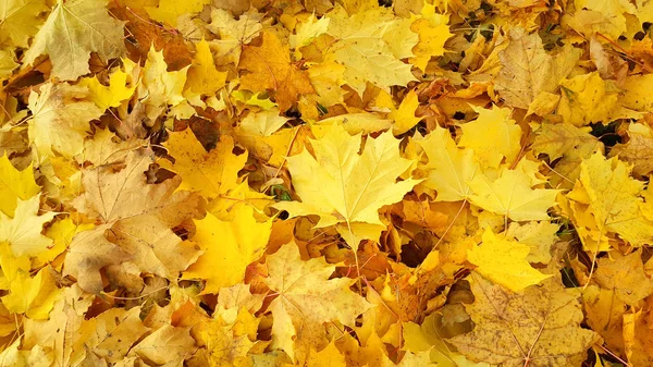 Fondo giallo autunno dal fogliame caduto di acero — Foto Stock