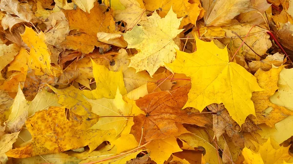 Akçaağaç düşmüş yeşillik sarı sonbahar arka plan — Stok fotoğraf