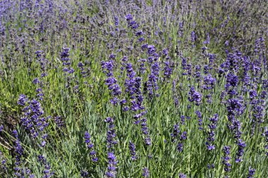 Yaz aylarında güzel açan lavanta