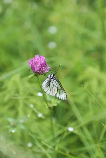 Krásný motýl na růžový jetel — Stock fotografie