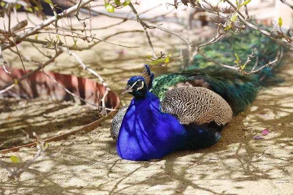 Beautiful peacock resting in the shade — Stock Photo, Image