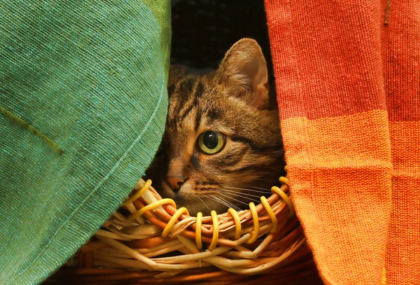 Gato bonito assistindo de seu esconderijo — Fotografia de Stock