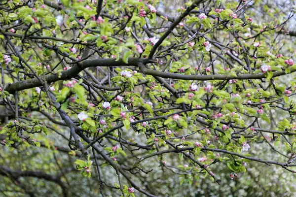 Branches d'arbre à fleurs printanières — Photo