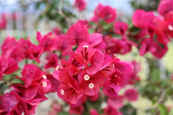 美しい明るいブーゲンビリアの花 — ストック写真