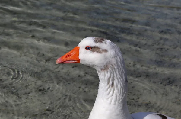 Oie mignonne aux yeux bleus et au bec orange de profil — Photo