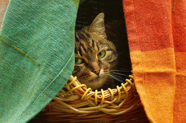 Gato bonito assistindo de seu esconderijo — Fotografia de Stock