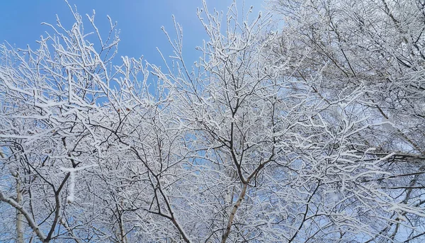Vackra trädgrenar täckta med snö — Stockfoto