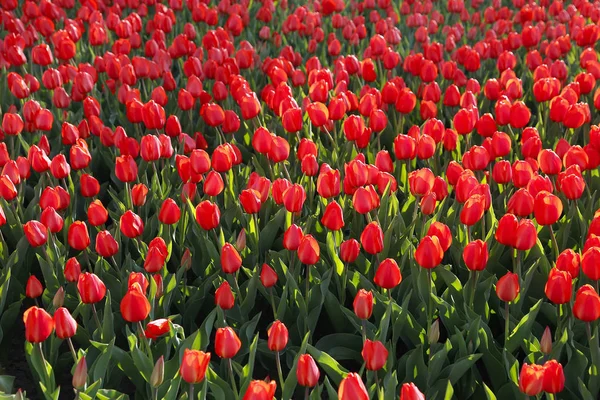 Mooie rode tulpen, heldere natuur achtergrond — Stockfoto