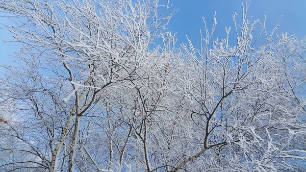 Karla kaplı güzel ağaç dalları — Stok fotoğraf