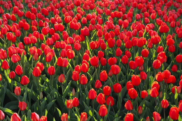 Mooie rode tulpen, heldere natuur achtergrond — Stockfoto