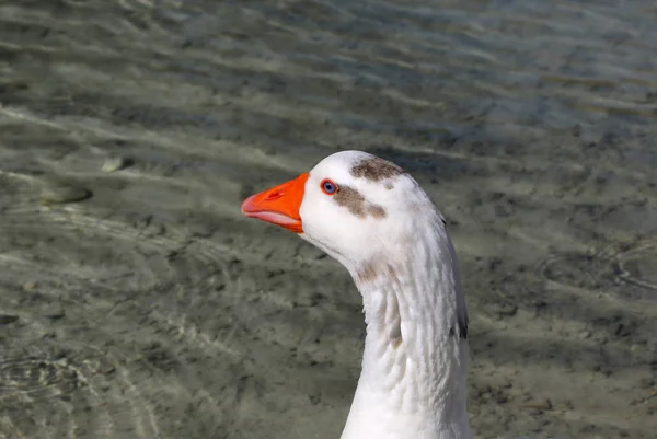 Cute goose with blue eyes and orange beak in profile — Stock Photo, Image