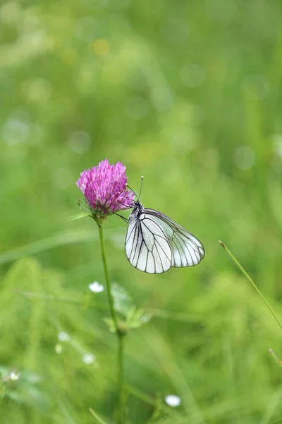 Krásný motýl na růžový jetel — Stock fotografie