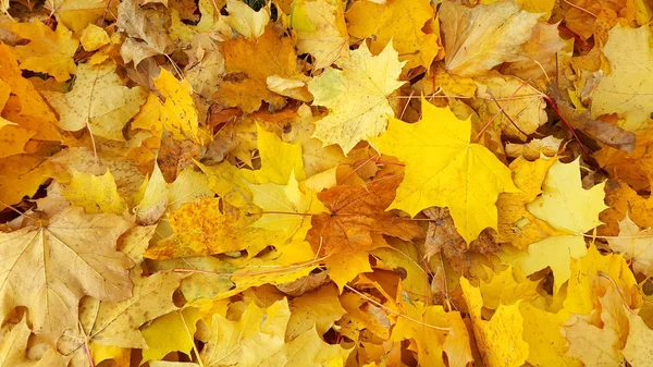 Yellow autumn background from fallen foliage of maple — Stock Photo, Image