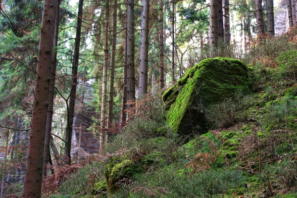 Камни и скалы в лесу, чешский город Парадизе — стоковое фото