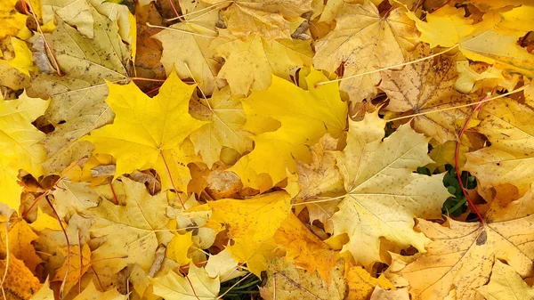 Yellow autumn background from fallen foliage of maple — Stock Photo, Image