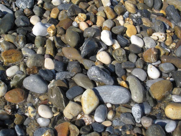 Влажные различные морские гальки на пляже — стоковое фото
