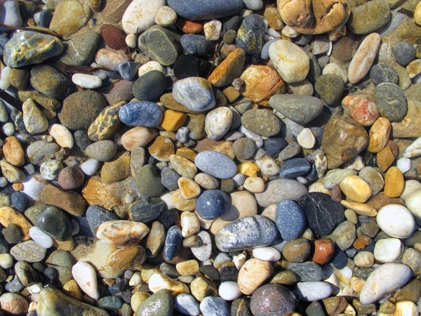 Влажные различные морские гальки на пляже — стоковое фото