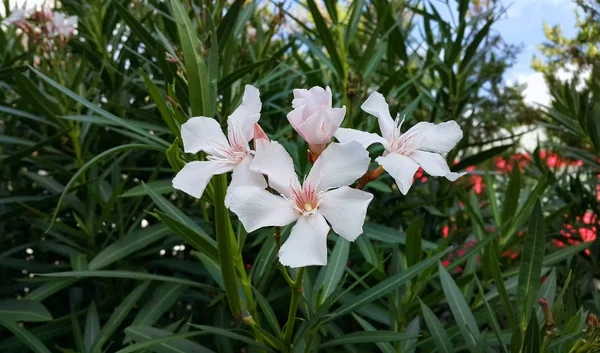 Oleander Bush con brillantes flores blancas —  Fotos de Stock