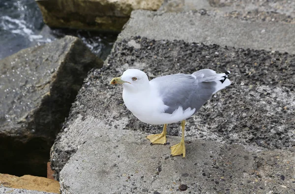 Seagull standing on the stone pier — Stock Photo, Image