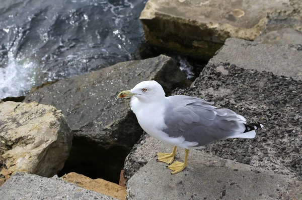 Seagull standing on the sea shore — Stock Photo, Image