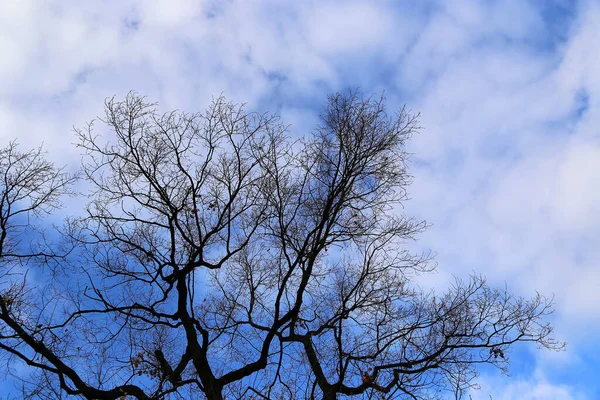 Leafless Bare Tree Blue Sky Clouds Autumn Seson Nature Background — Stock Photo, Image