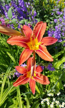 Güzel turuncu zambak ve yaz bahçesindeki diğer çiçekler, yakın plan.