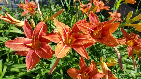 Vackra Ljusa Blommor Orange Dag Lily Hemerocallis Fulva Solig Sommarträdgård — Stockfoto