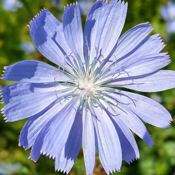 Gros Plan Belle Fleur Chicorée Bleue — Photo