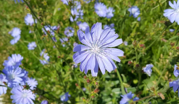 Detailní Záběr Krásné Modré Čekanky Květiny — Stock fotografie