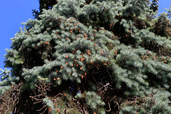 Świeże Suche Gałęzie Drzewa Iglastego Świetle Słonecznym Przeciwko Jasnemu Błękitnemu — Zdjęcie stockowe