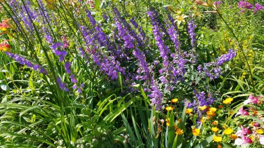 Güneşli bir yaz gününde bahçede güzel çiçekler