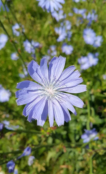 Close Beautiful Blue Chicory Flower — Stock Photo, Image