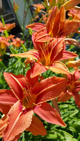 Vackra Ljusa Blommor Orange Dag Lily Hemerocallis Fulva Solig Sommardag — Stockfoto
